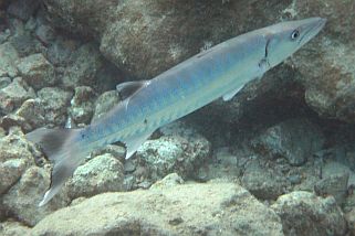 Sphyraena qenie - Querbänder Barrakuda (Dunkelflossen-, Querstreifen-Barrakuda, Dunkelflossen-Barrakuda)